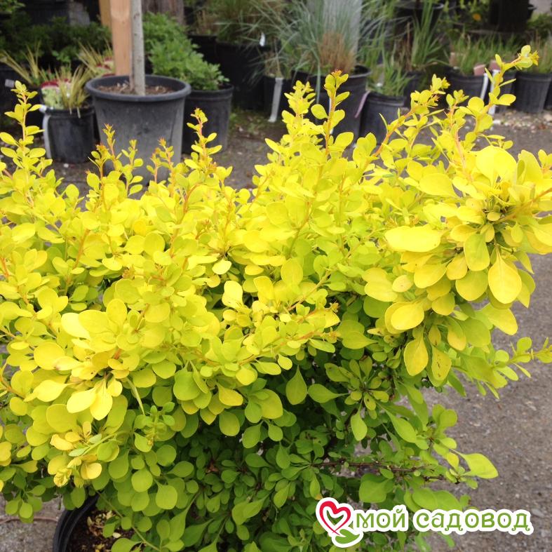 Барбарис Тунберга "Ауреа"